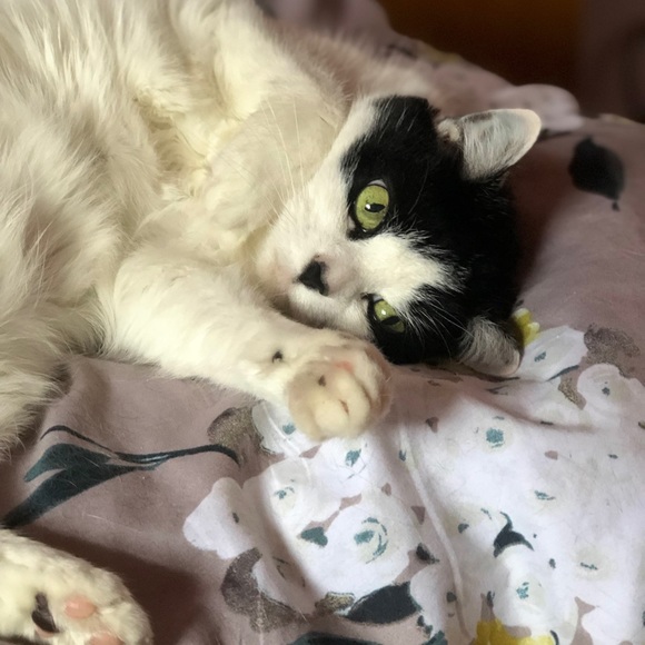 Meet your Posher, Victoria - Picture 1 of 1